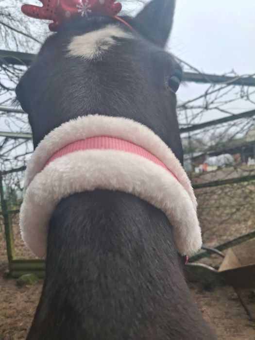 Współdzierżawa Klacz Wanessa 7lat