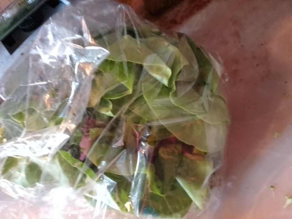 Mundo Cultura-Arqui/Escul/Musi/Pint/P.M.Cada5Eou5-20E-Alface5E Desde2E