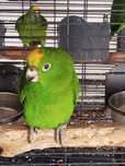Amazona ochrocephala