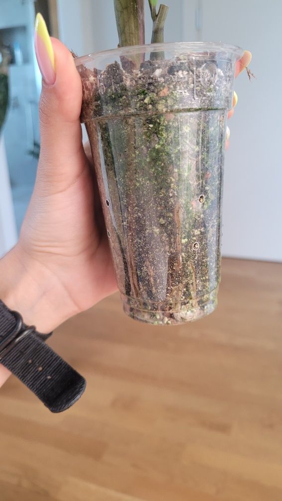 Zamioculcas / Zamiokulkas variegata