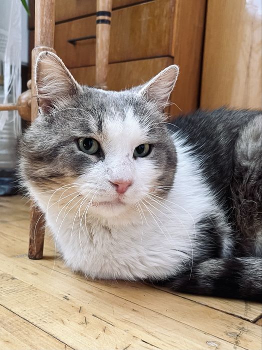Врятований котик після ДТП шукає родину