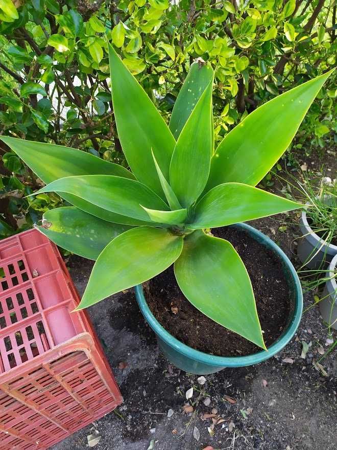 Agave attenuata ou Agave dragão