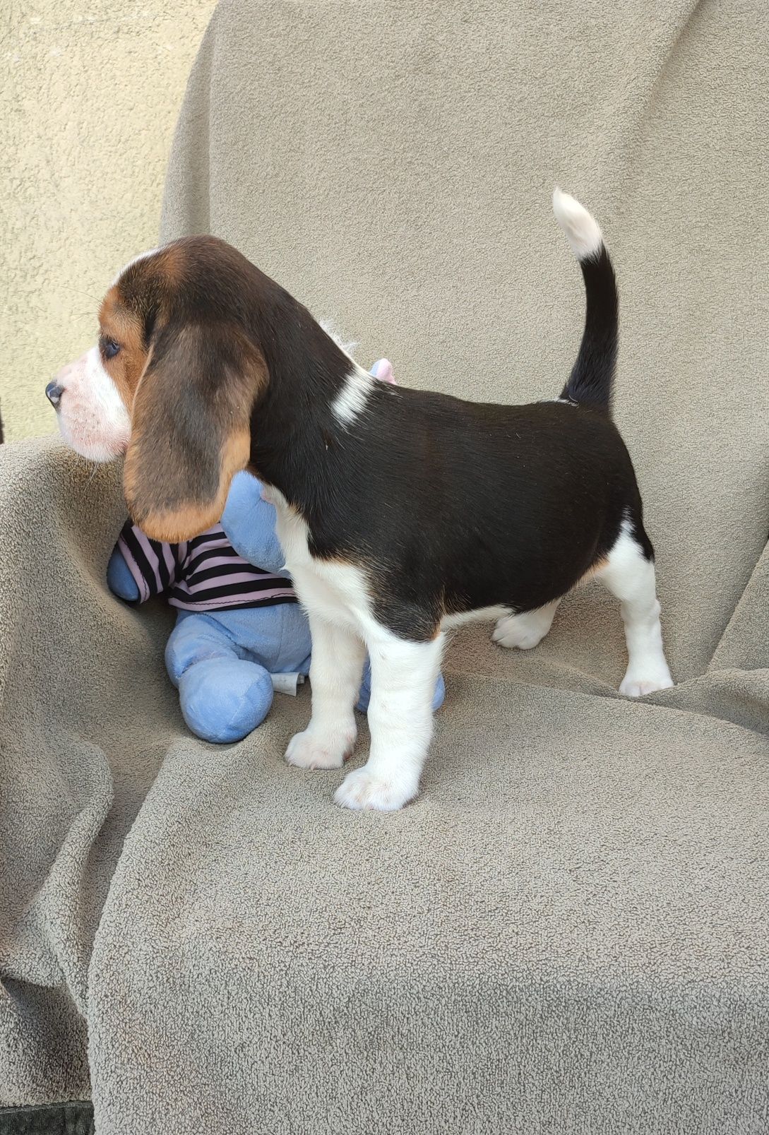Szczeniak Beagle