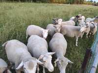 Owce jagnięta baranki