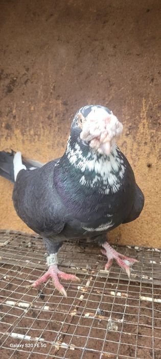 Gołębie staropolskie