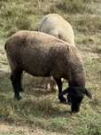 Ovelha Suffolk cruzada prenha