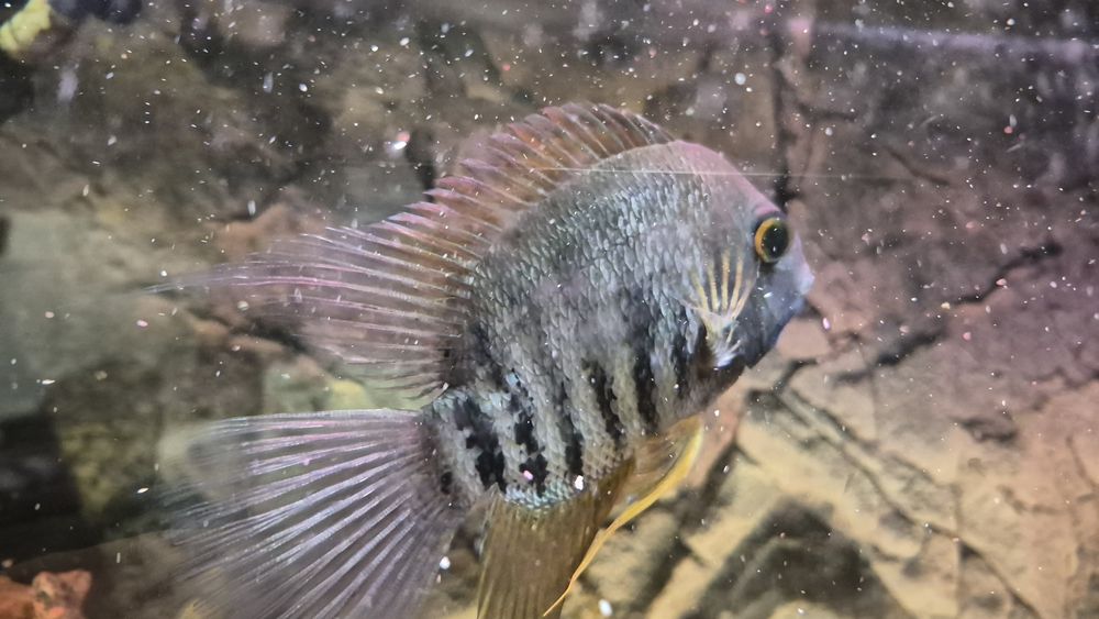 Ryby akwariowe duże!komplet za 100 cukierków!