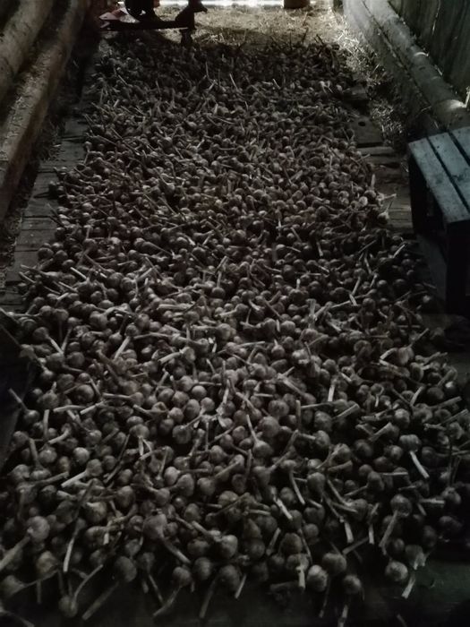 Sprzedam czosnek Harnaś