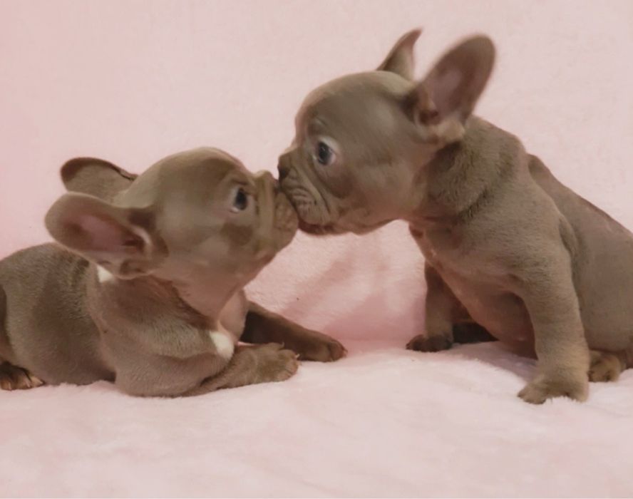 Елітні цуценята.