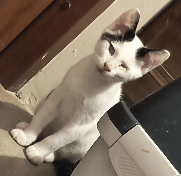 Kociaki do adopcji. Ostoja Mruczków