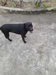 Cadela Labrador Adoção