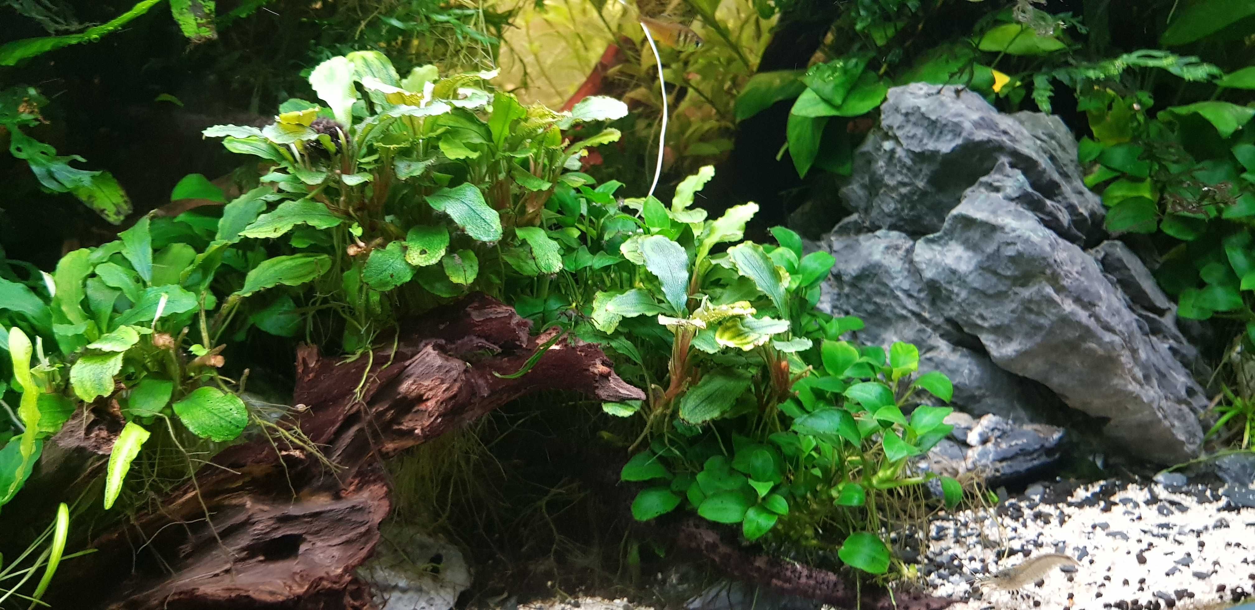 Anubia Petit + Bucephalandra wavy green (Para Aquário)