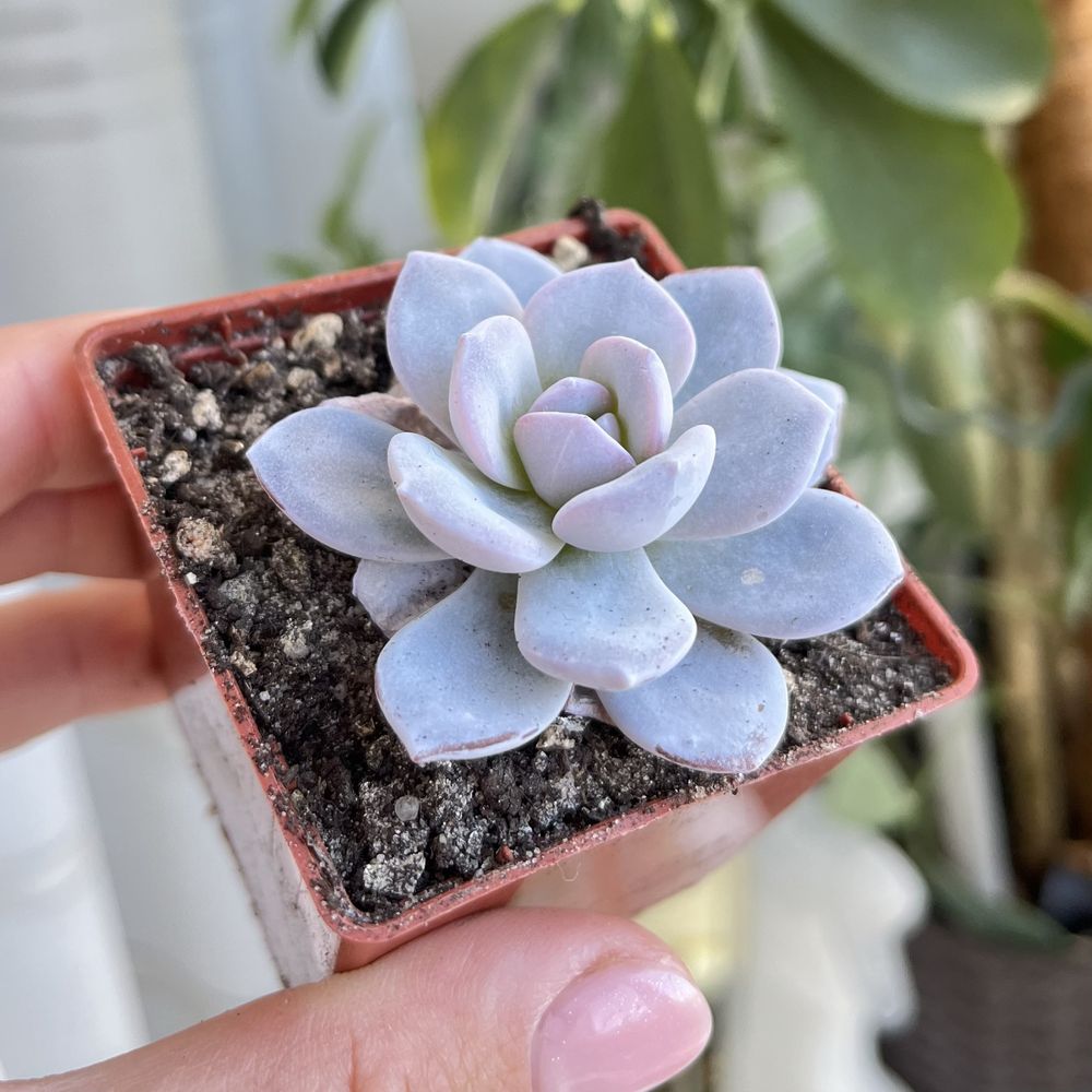 Сукуленти Echeveria Neon Breakers,  Echeveria Hercules та інші