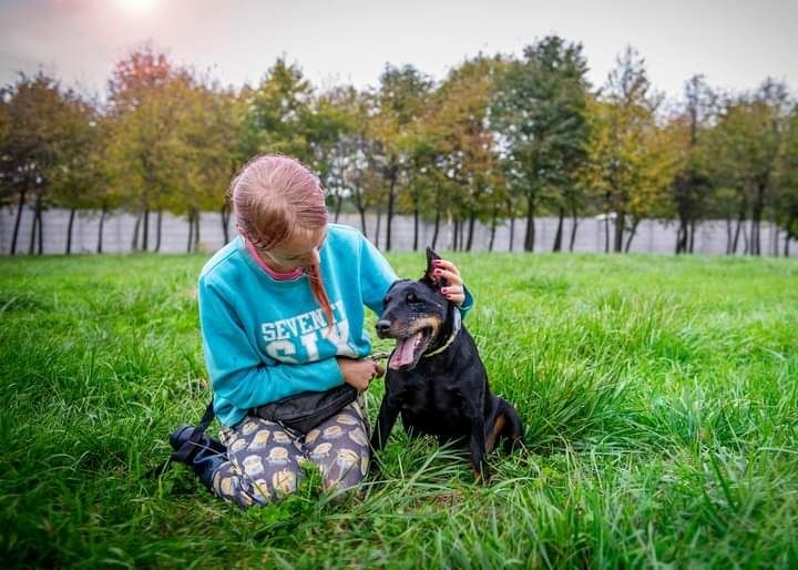 Wspaniały psiak w typie rasy Niemiecki Terrier Myśliwski czeka na Dom!