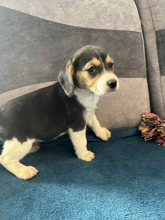 Szczeniak Beagle tricolor
