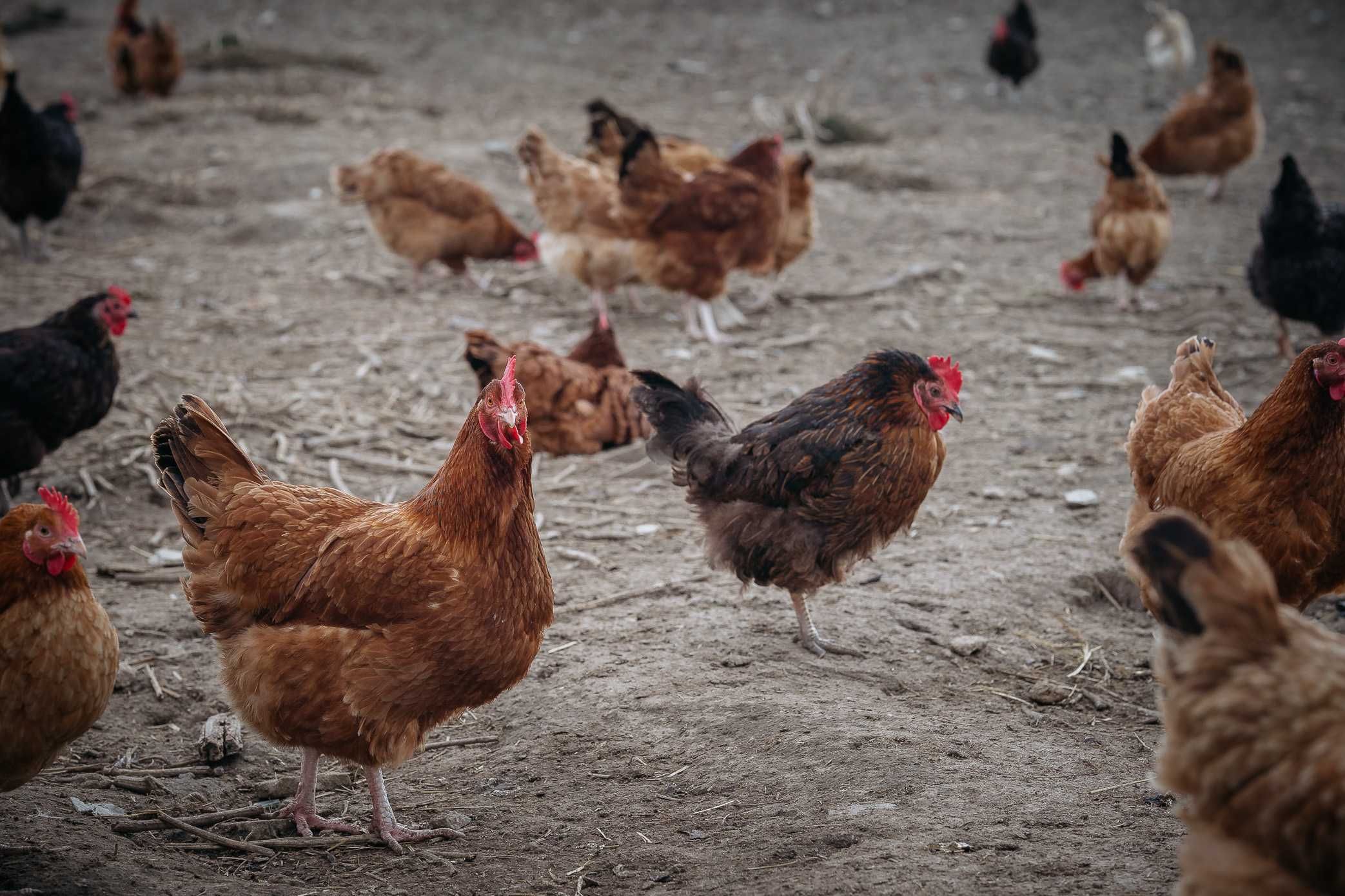 Kury kurki nioski odchowane Rosa Leghorn Niedrzwica Duża