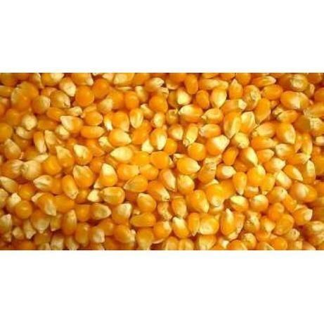Milho miudo seco ao sol
