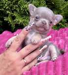 ***Chihuahua-lilak tricolor***