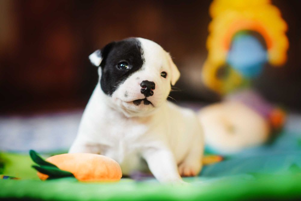 Маленькі стаффбулі із великою харизмою