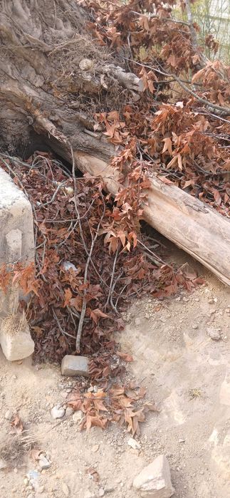 Fazo limpieza de terrenos e jardins e casas recolho tipo de emtulho