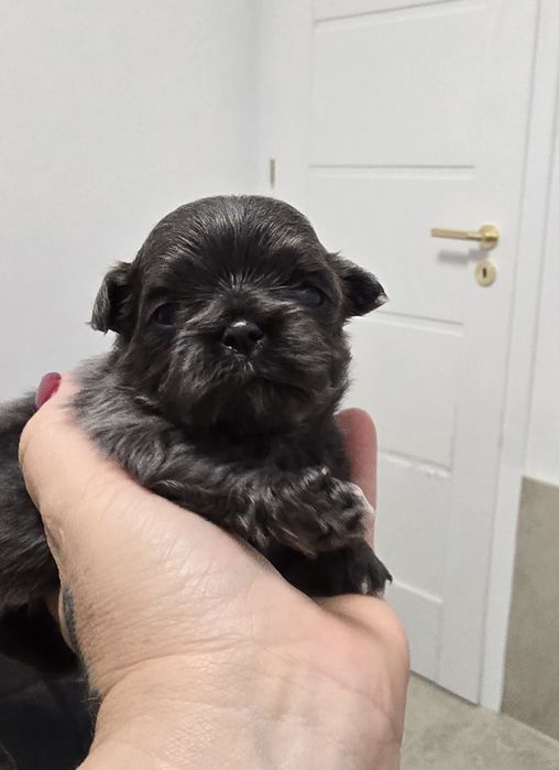 Chihuahua cudna sunia blue dlugowłosa