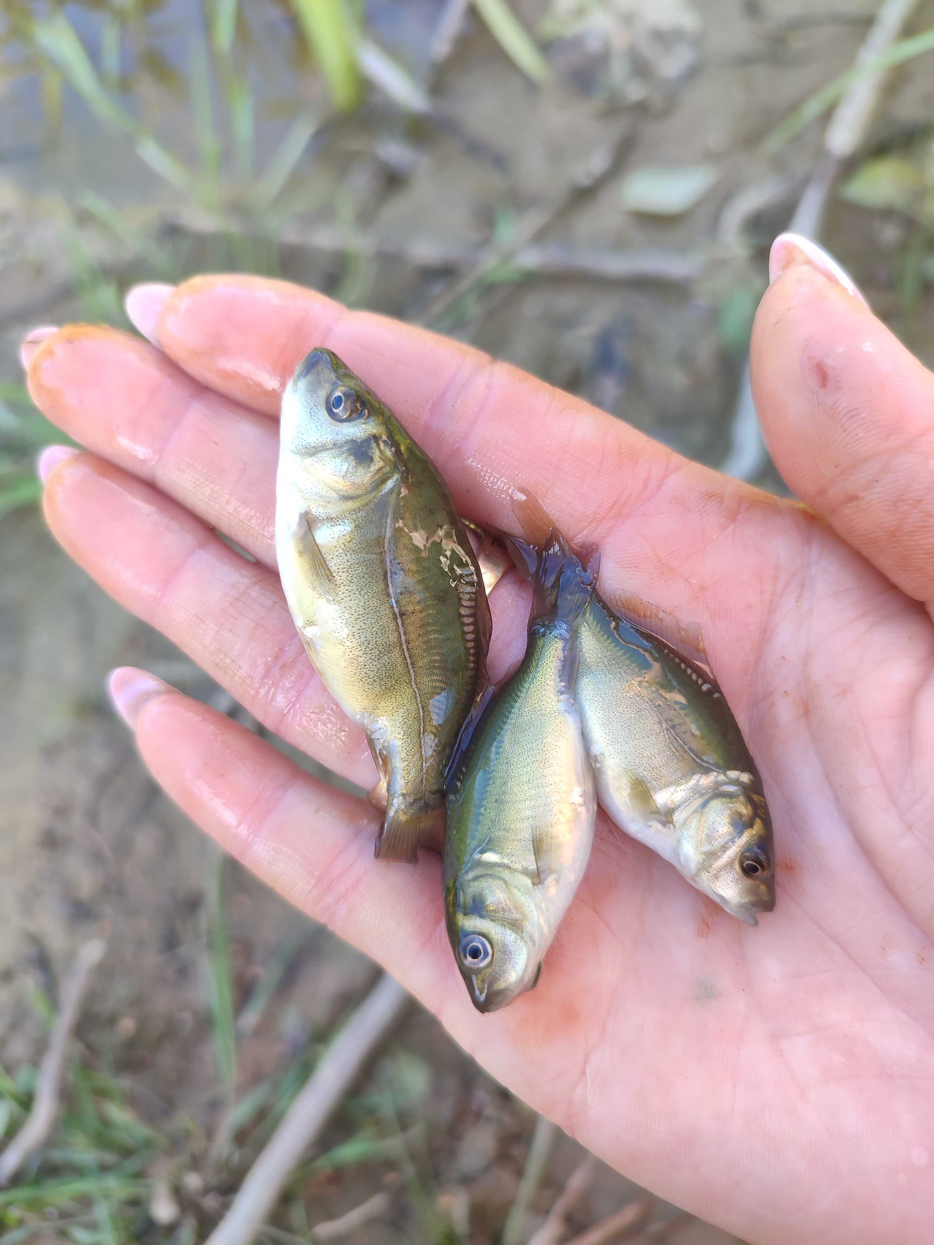 Karp lipcówkaaaa