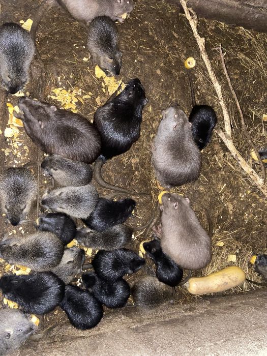 Продам домашніх нутриків