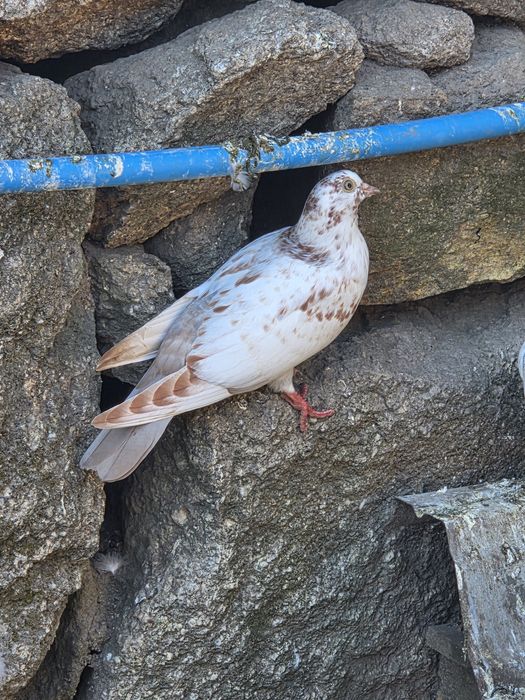 Pombos Cambalhota Portugues– Boa Genética, Casais ou Unidade