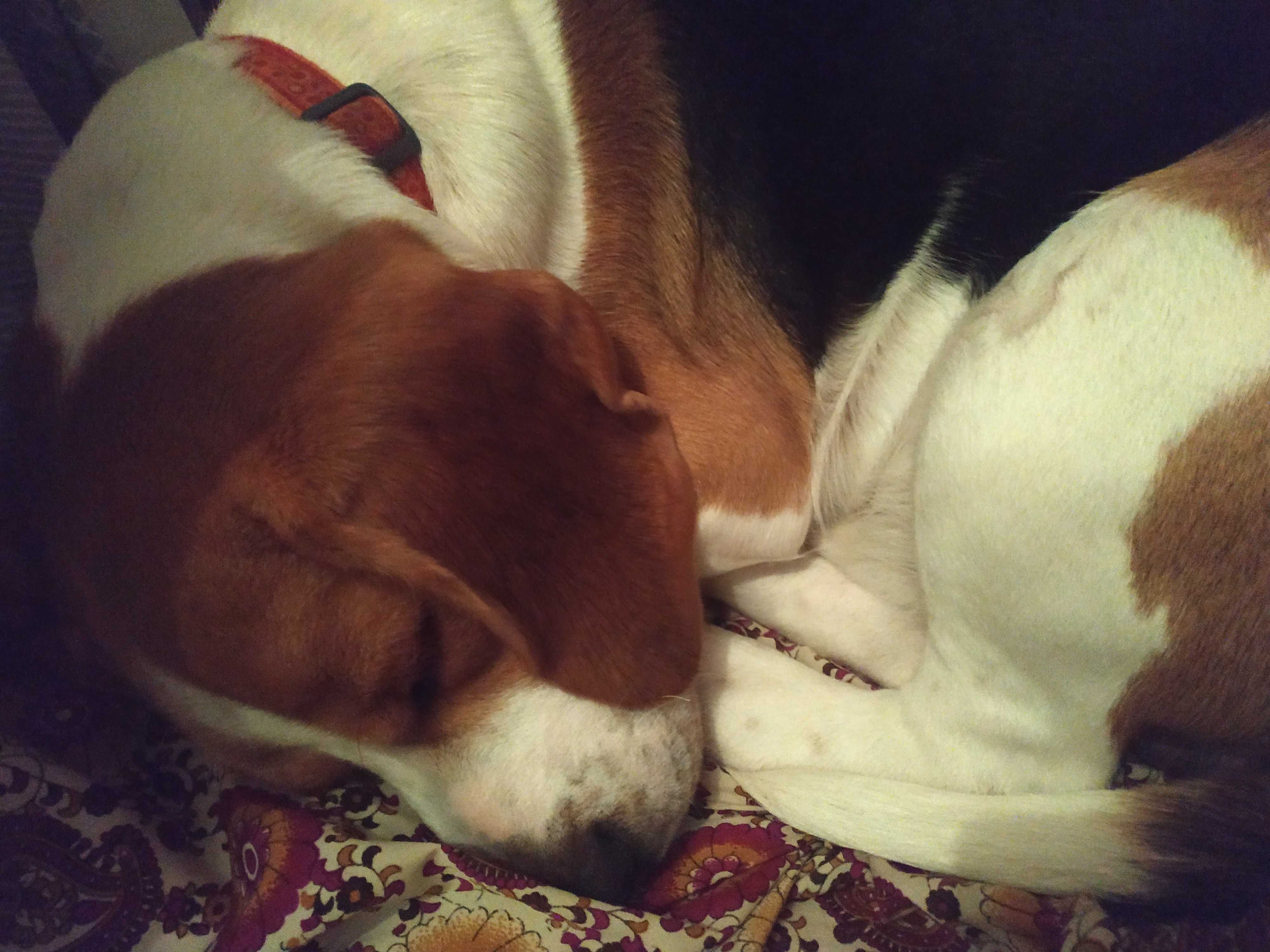 sacrificio por amor beagle 6 anos