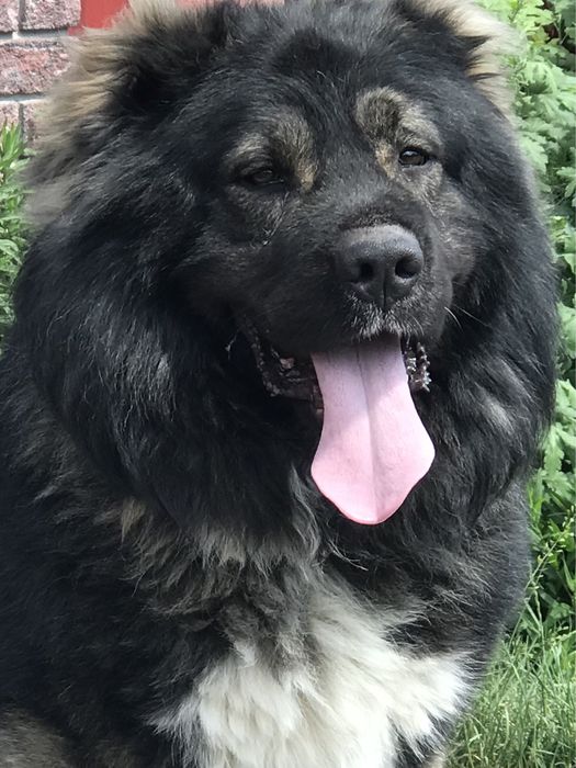 Кобель на вязку