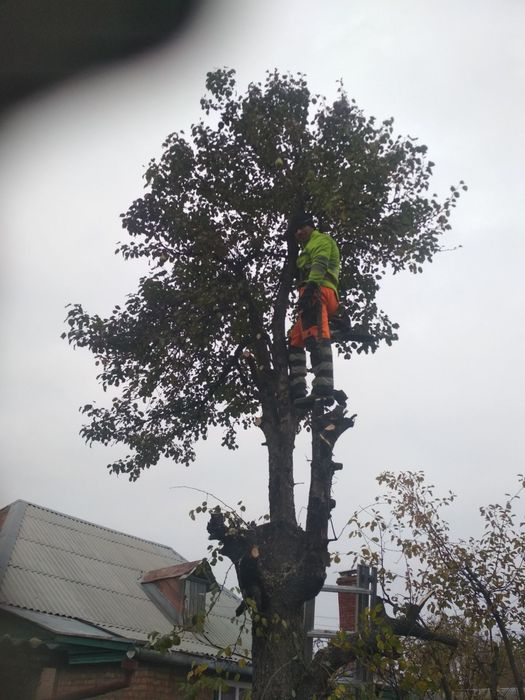 Обрізка дерев Спил Дерева Спилить Дерево Розчистка території Вивіз