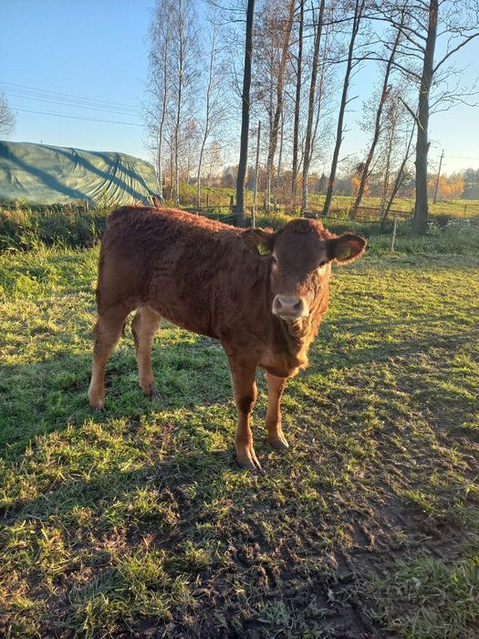 Odsadki, Jałówki, Byki - Limousine