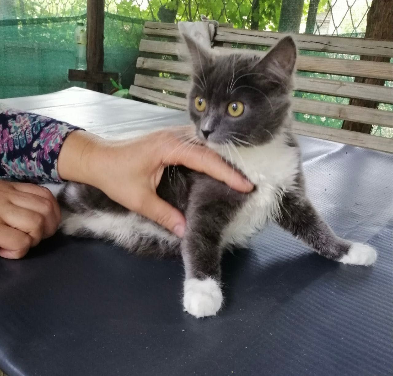 Котята котики красивый котенок девочка