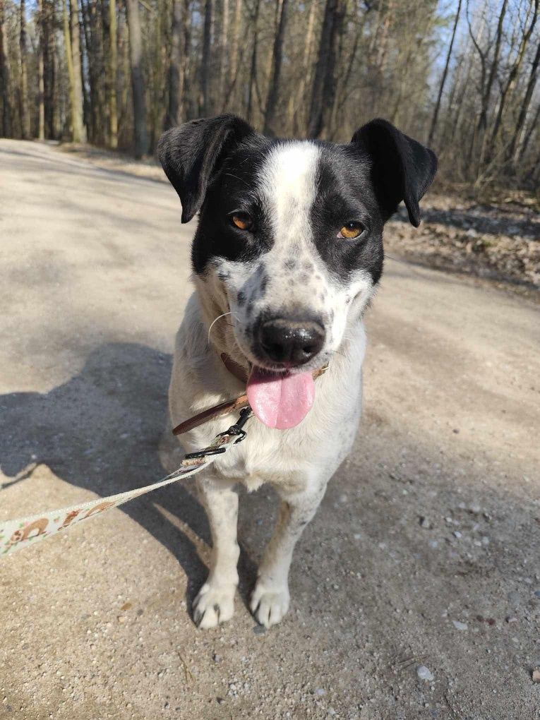 Psi ideał Kminek serdecznie poleca się do adopcji!