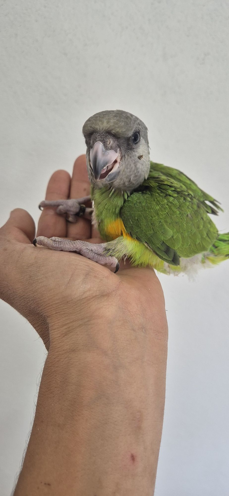 Papagaio senegal criado a mão