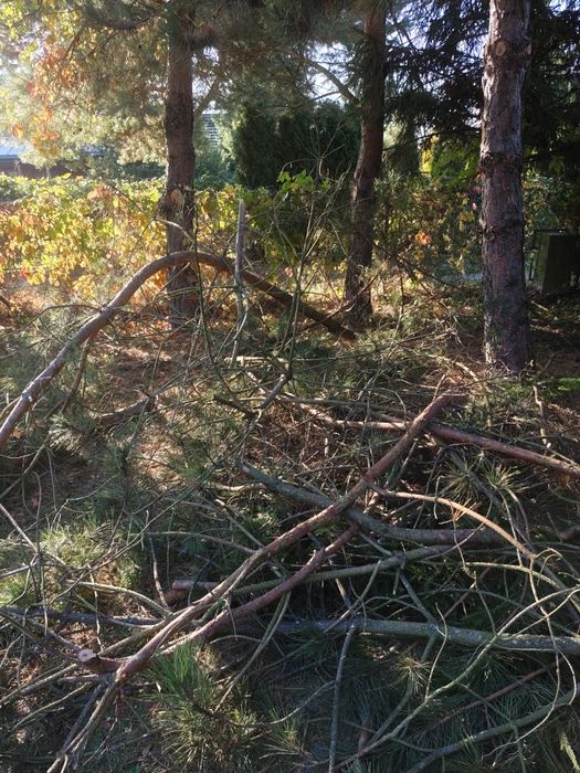 ODDAM ZA DARMO drewno drzewo