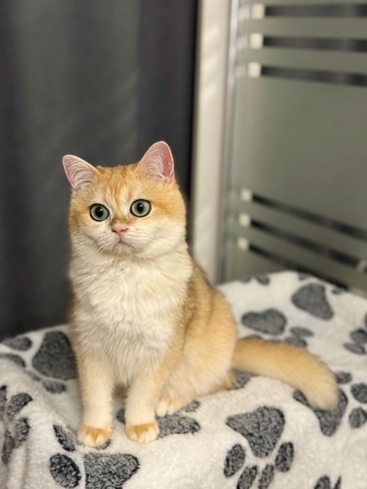 Мальчик золотая шиншилла