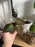 Philodendron micans mini sadzonka
