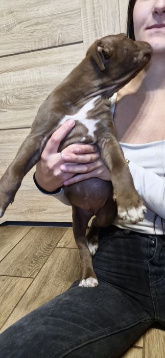 Pilnie szuka nowego domu American Pit Bull Terrier Brązowy