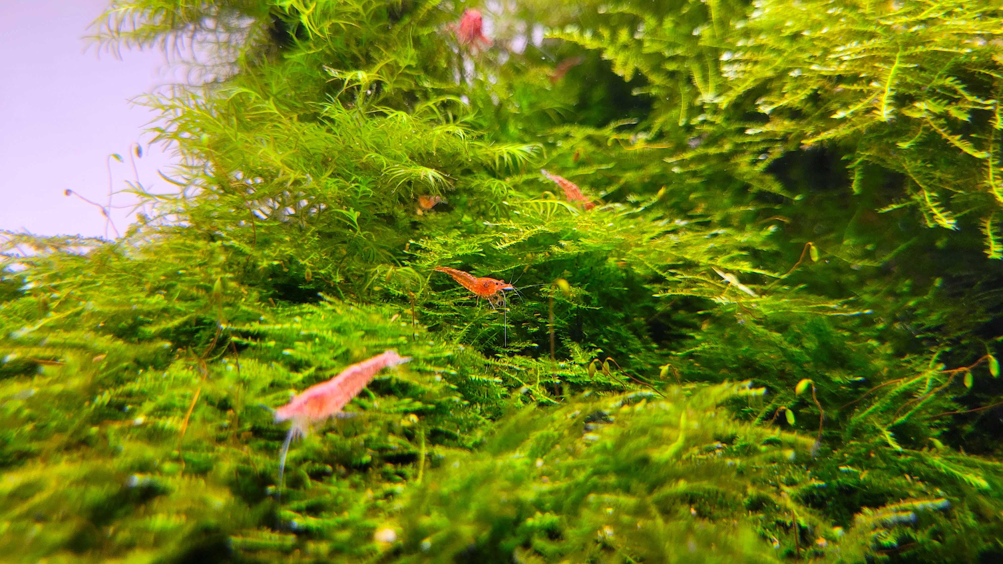 Krewetki Red Cherry