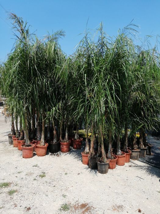 Coqueiros em vaso 250cm-350CM-400CM