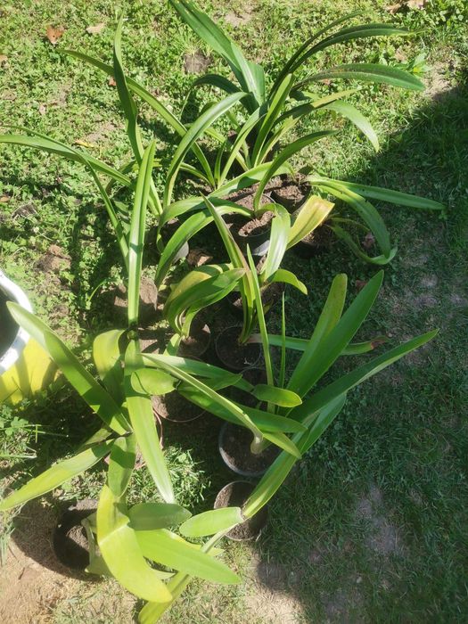 Продам цибулини амараліса