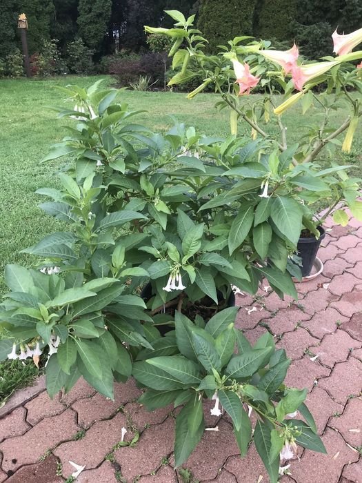 Iochroma wieksza o kwiatach bialych