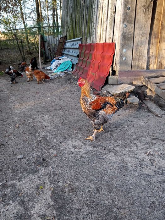 Sprzedam Koguty Brahma, Kochin, krzyżówka nioski