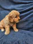 Golden Retriever - złoty szczeniak piesek.