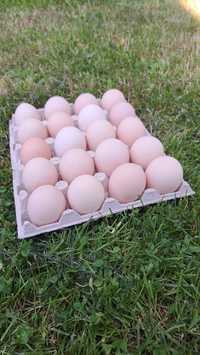 Duże jaja wiejskie