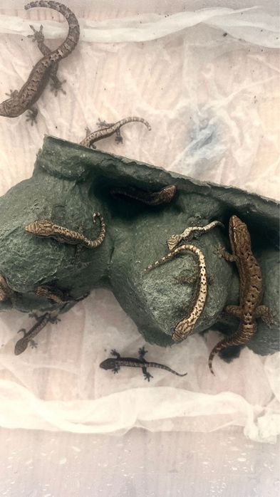 Gekon płaczący / gekony płaczące młode/podrośnięte/dorosłe