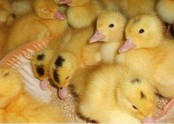 Яйцо утки Мулард (Импорт)