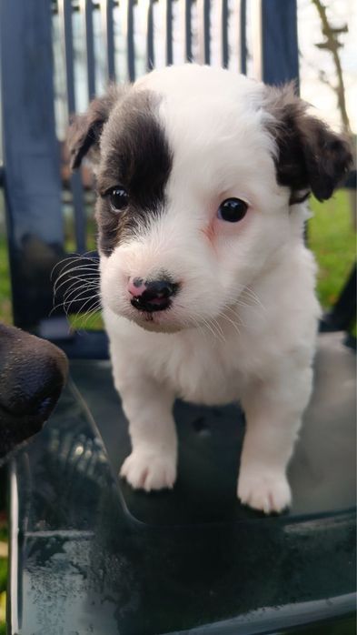 Цуценята - хлопці в добрі руки