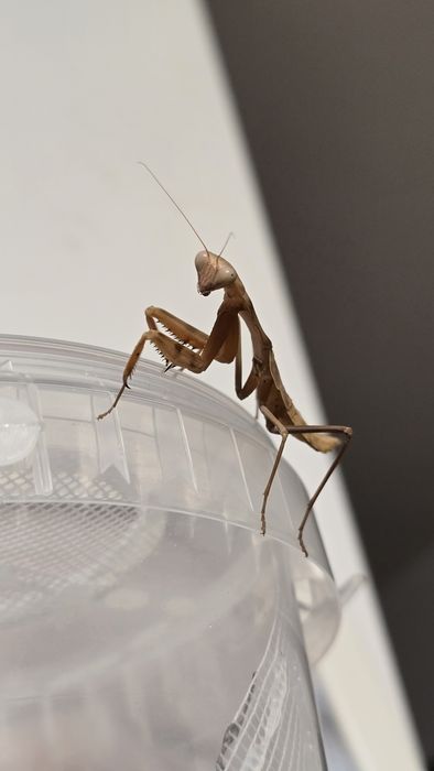 Modliszka modliszki pary Rhombodera kirbyi